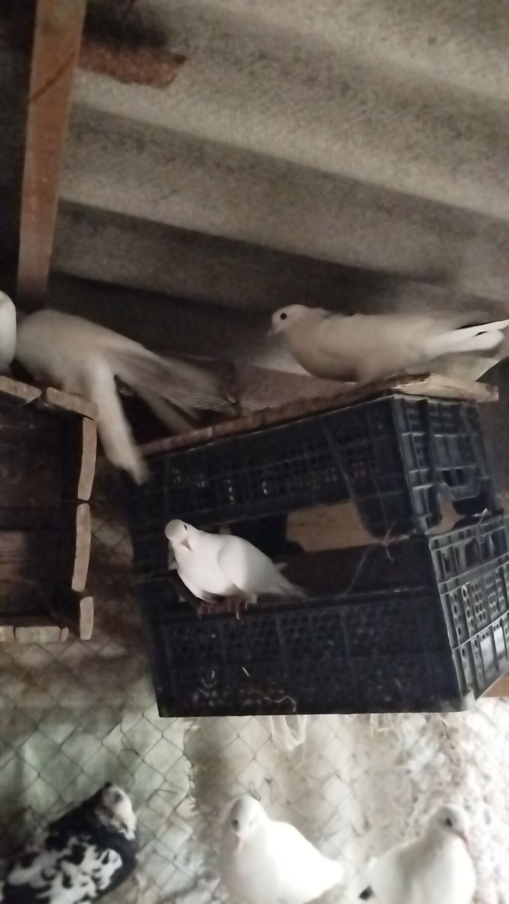 Ağ və rəngli göyərçinlər – həvəskar və yetişdiricilər üçün Məhsul — Göyərçin, Qusar (3)