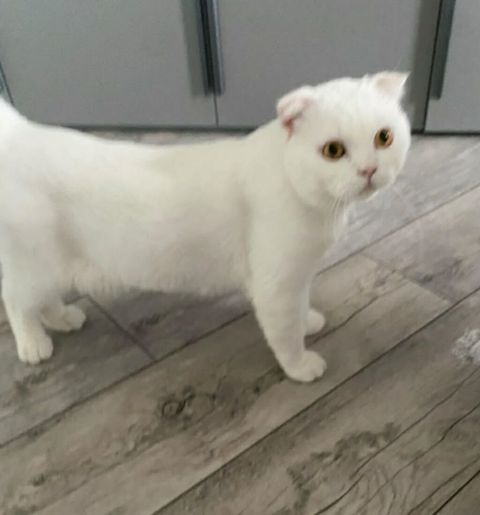 Şotland — Bakı