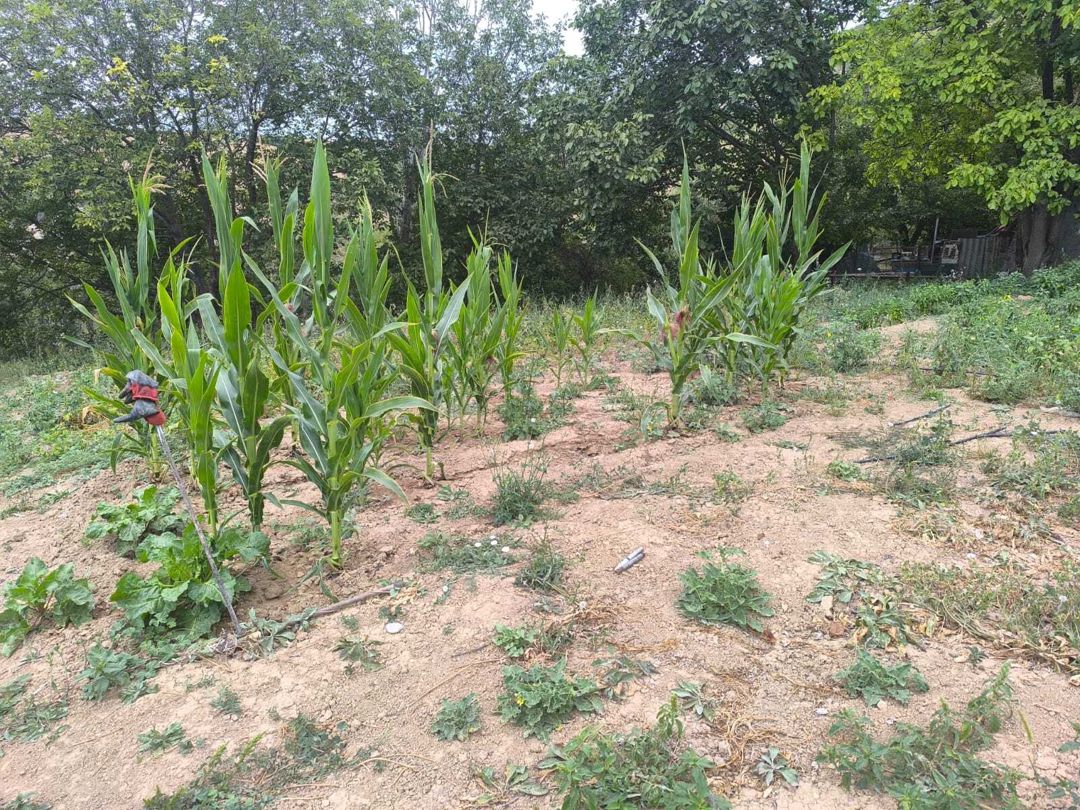 Satılır torpaq 10 sot — Torpaq, Şamaxı (10)