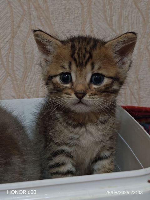Tabbi, Erkək, Yaxşı əllərə — Lənkəran