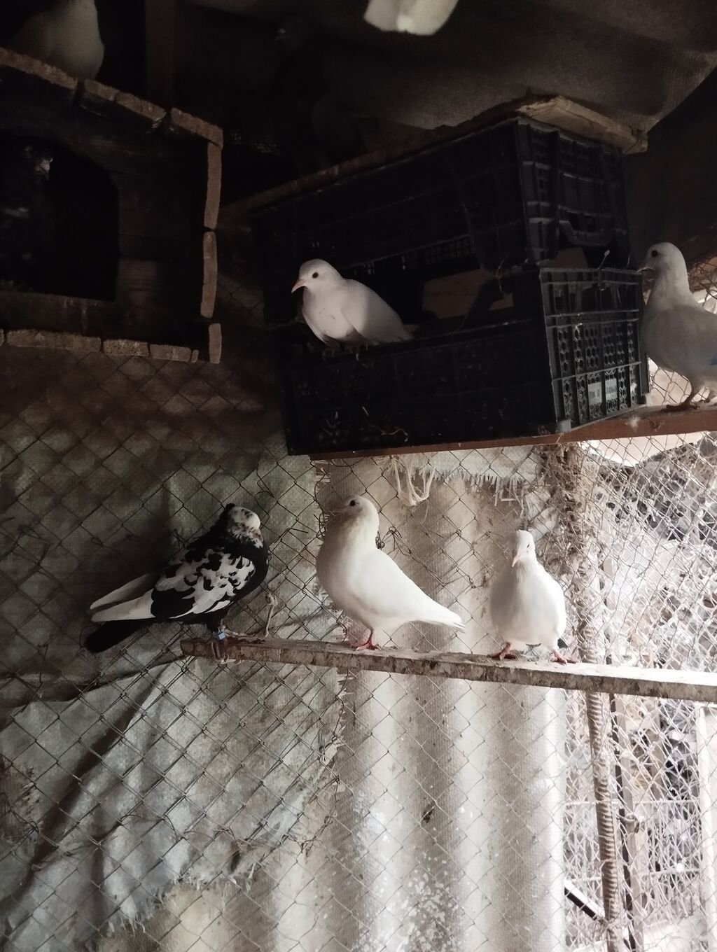 Ağ və rəngli göyərçinlər – həvəskar və yetişdiricilər üçün Məhsul — Göyərçin, Qusar (6)