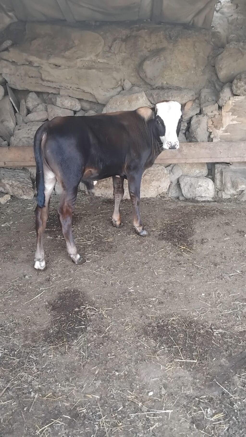 Satılır: Buzağı (erkək) 3 aylıq öz qapımım malıdı - Cins tipi: Yerli — Kənd təsərrüfatı heyvanları, Bakı (2)
