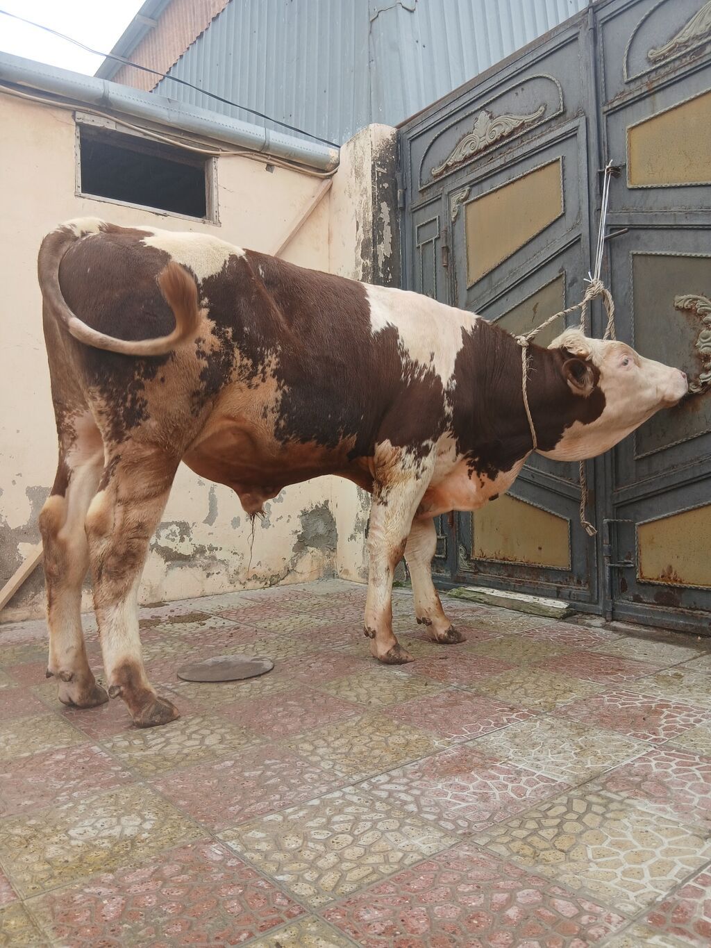 Məhsul: Erkək dana/öküz (qara-ağ-al rəngli) Təsvir: - İri cüssəli — Kənd təsərrüfatı heyvanları, Bakı (3)