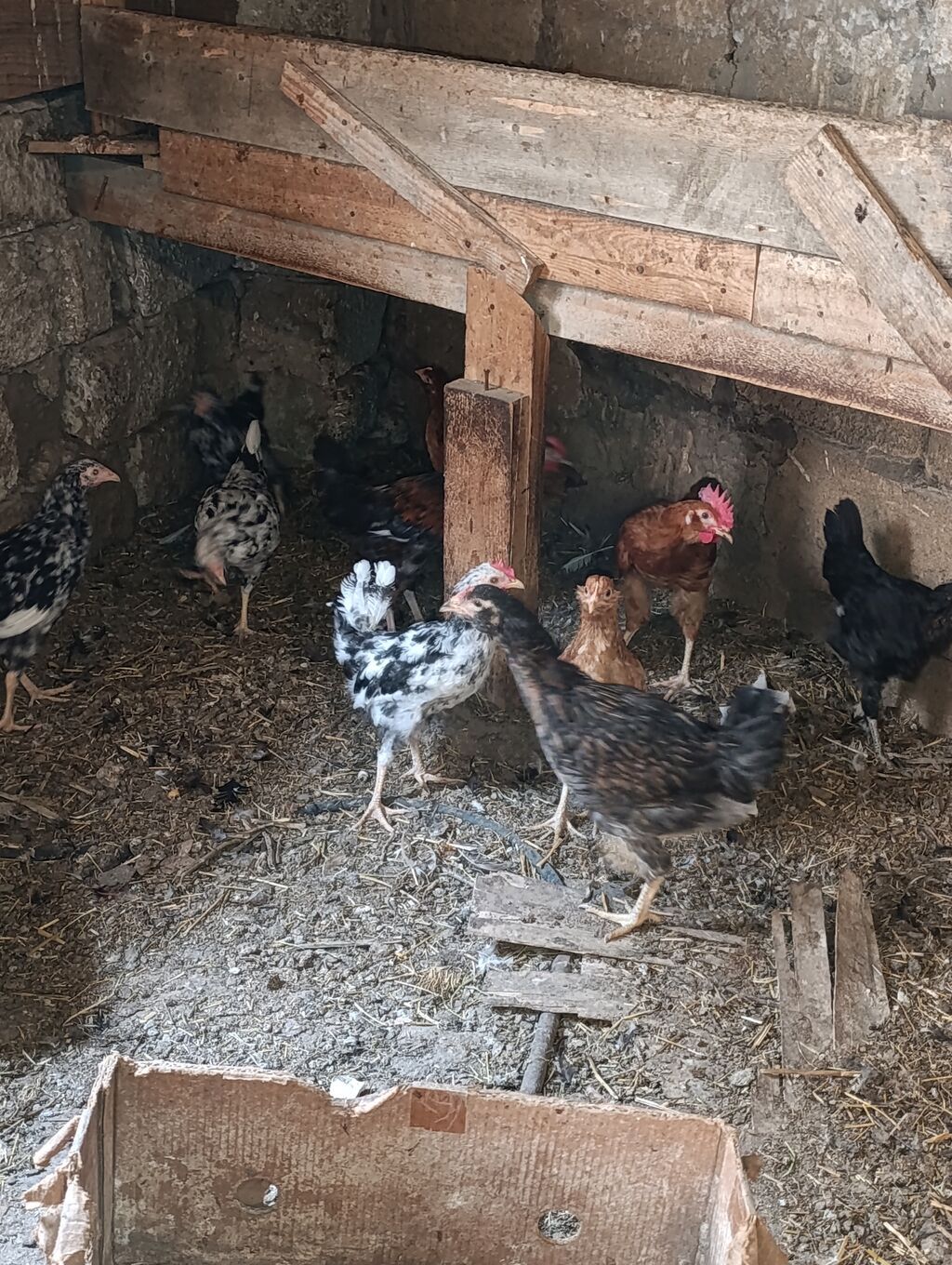 Sağlam colpalar satilir inkibator deyiller fikirleri ciddi olanlar — Toyuq və xoruz, Digah