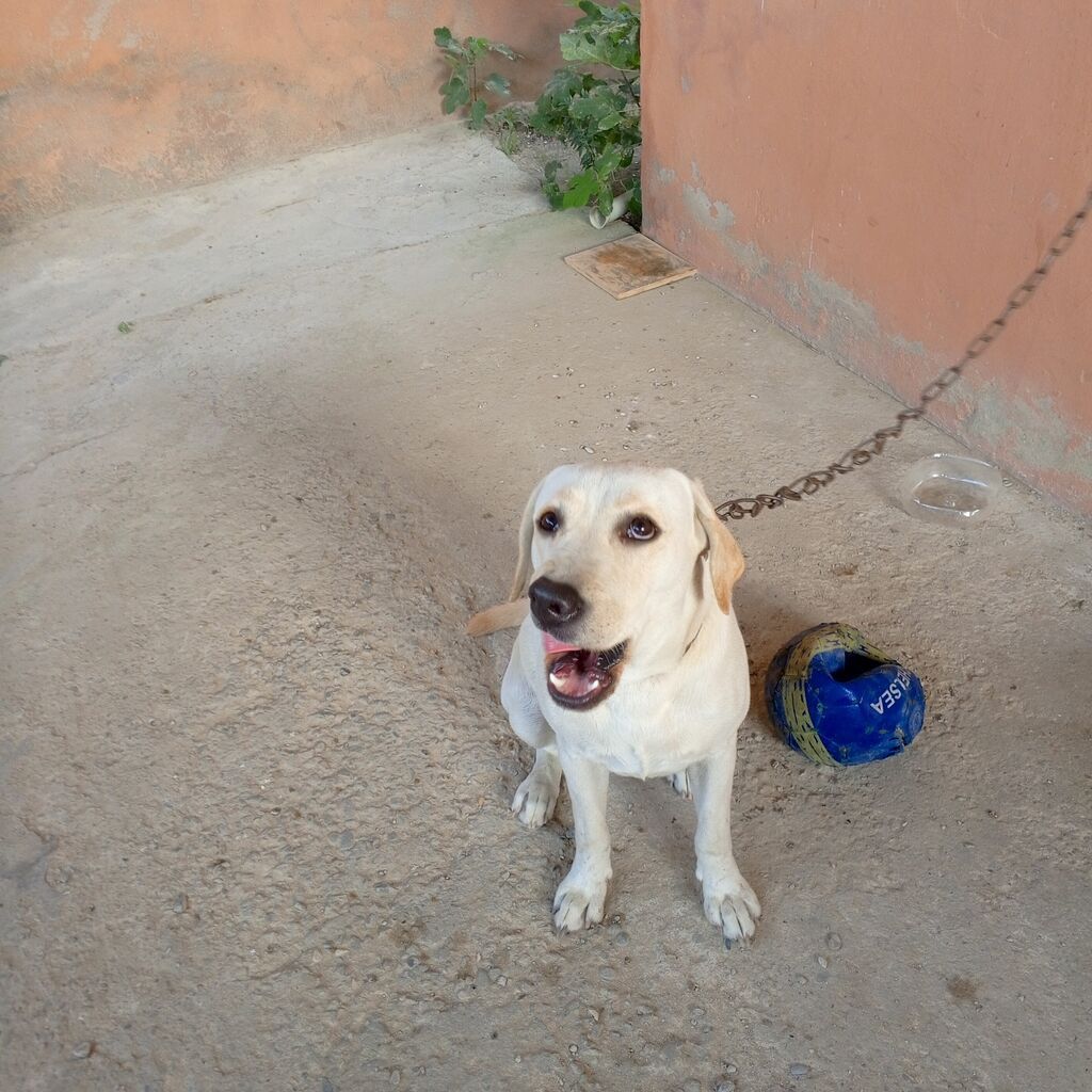 Labrador-retriver, 11 ay, Dişi — Köpəklər, Bakı (5)