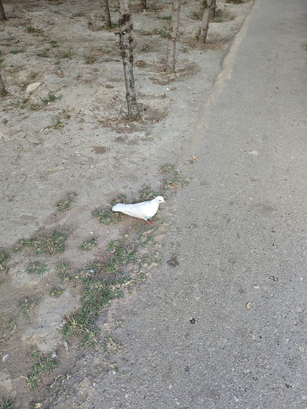 Sağlam göyərçinlərdir. kim satılır şəkildəki ağ mayanın ayağında — Göyərçin, Sumqayıt