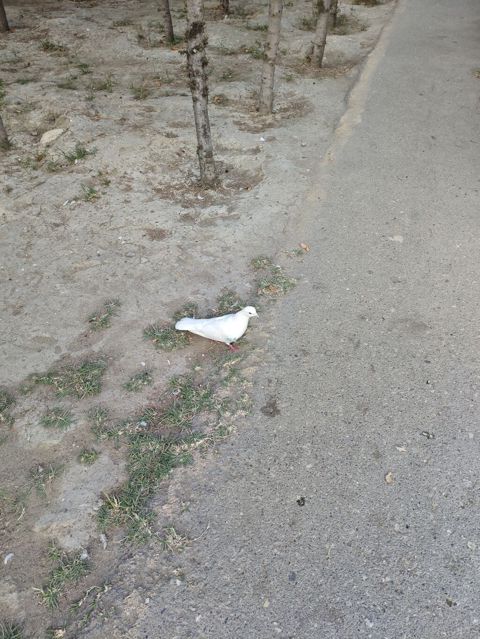 Sağlam göyərçinlərdir. kim satılır şəkildəki ağ mayanın ayağında — Sumqayıt