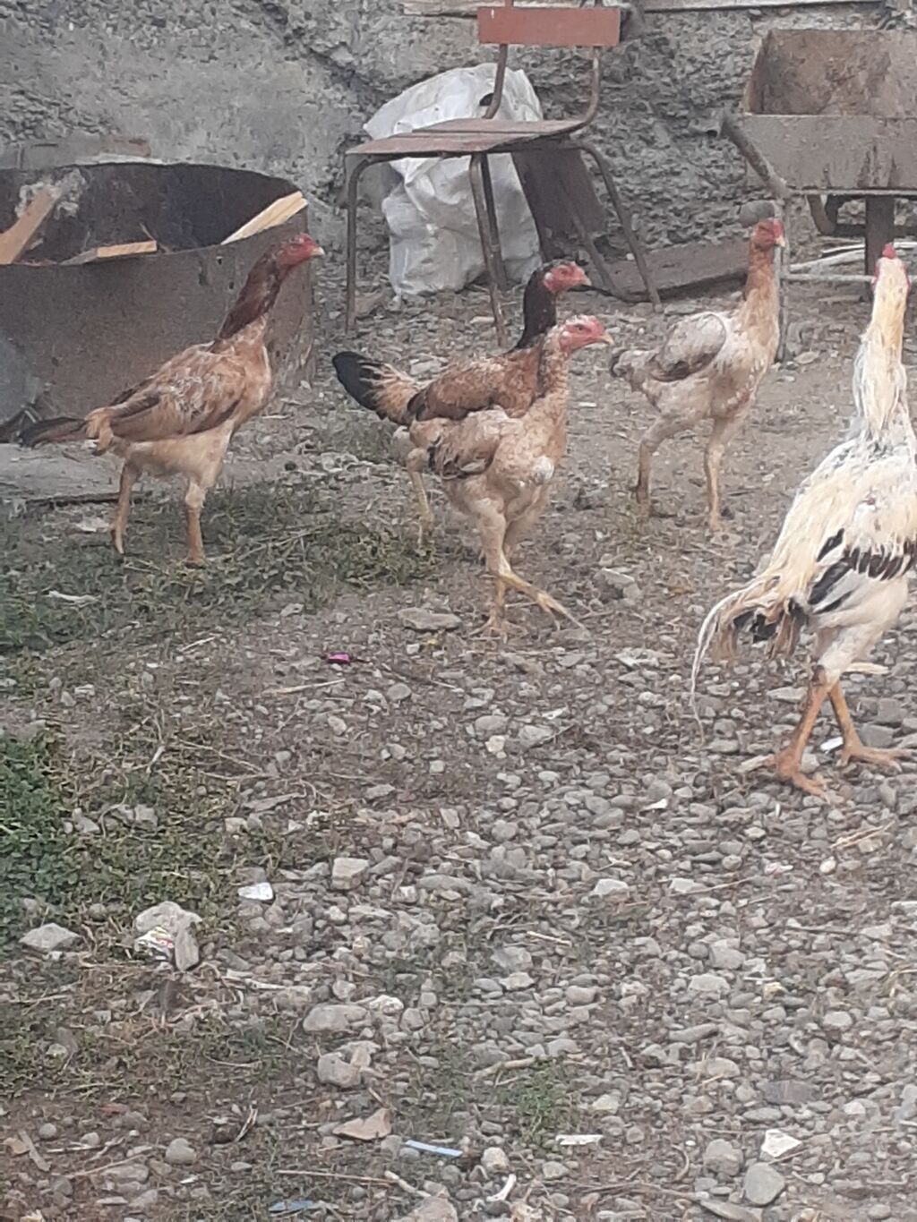 Heyratı fərələr 5 dənə qırmızı fərədi biri kürk yatır bu ilki fərələrd — Digərləri, Mingəçevir (5)