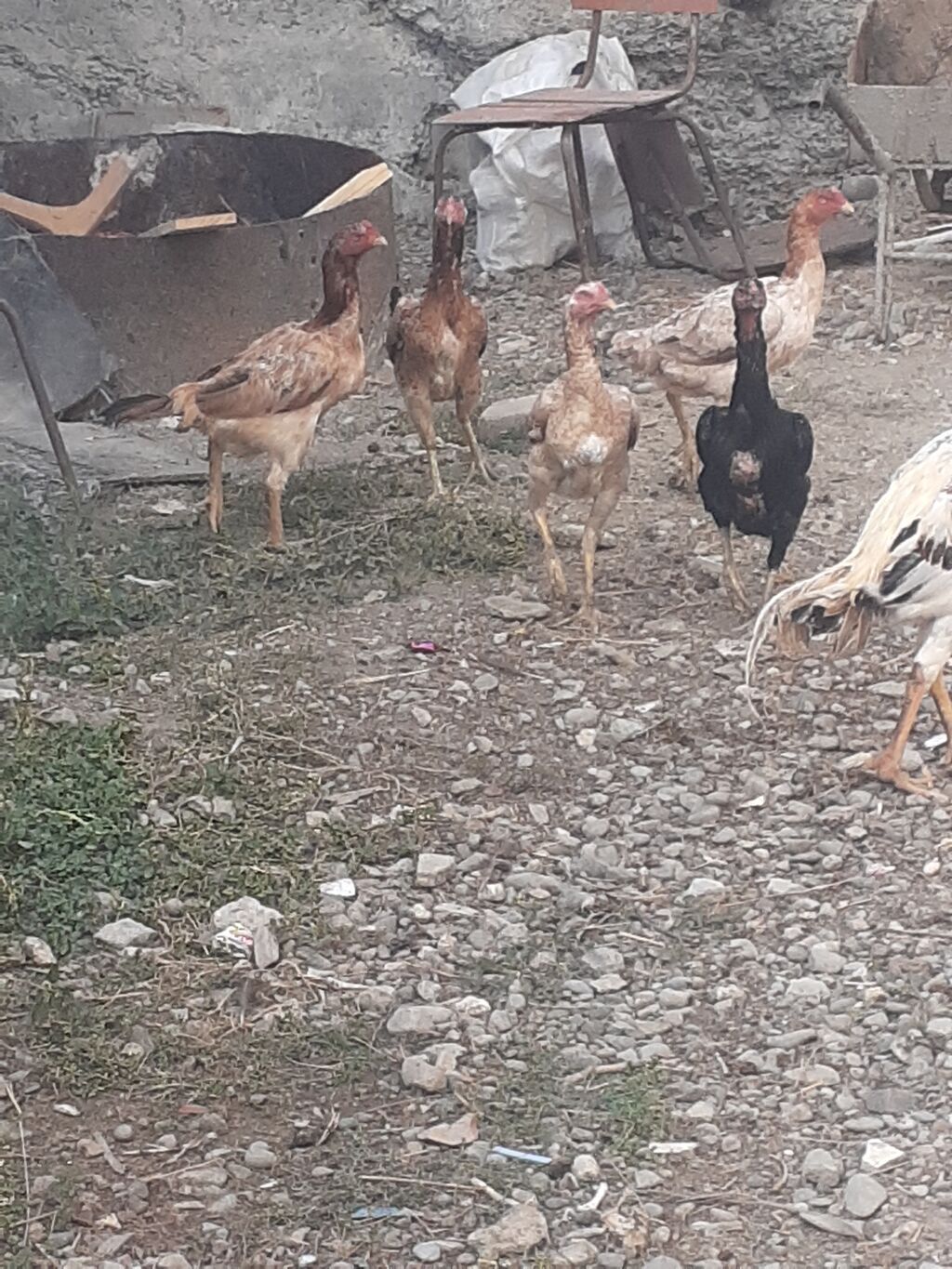 Heyratı fərələr 5 dənə qırmızı fərədi biri kürk yatır bu ilki fərələrd — Digərləri, Mingəçevir (6)