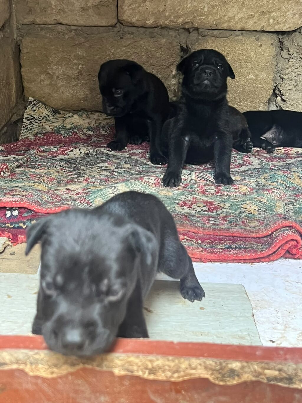 Qara rəngli balaca it balaları concorso növüdü - Şirin, tam qara — Köpəklər, Bakı (7)