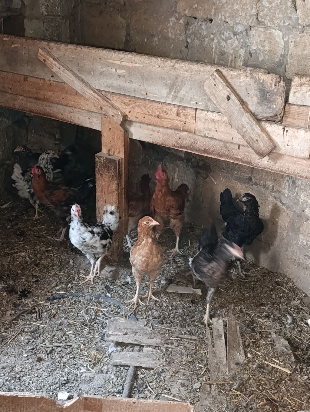 Sağlam colpalar satilir inkibator deyiller fikirleri ciddi olanlar — Toyuq və xoruz, Digah (2)