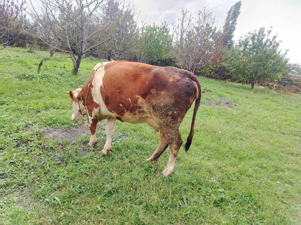 Simental boğaz sünü mayalanmaynan Dekabr 15 doğacaq sütü 23 litir hal — Kənd təsərrüfatı heyvanları, Xaçmaz (3)