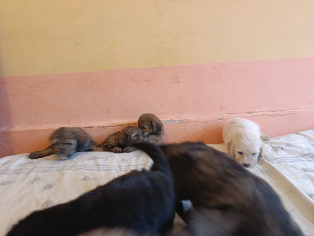 Pudel, 1 ay, Dişi, Peyvəndli, Ünvandan götürmə, Ödənişli çatdırılma — Köpəklər, Xırdalan (7)