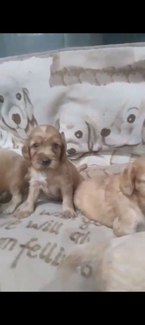 Koker spaniyel, 2 ay, Peyvəndli — Bakı