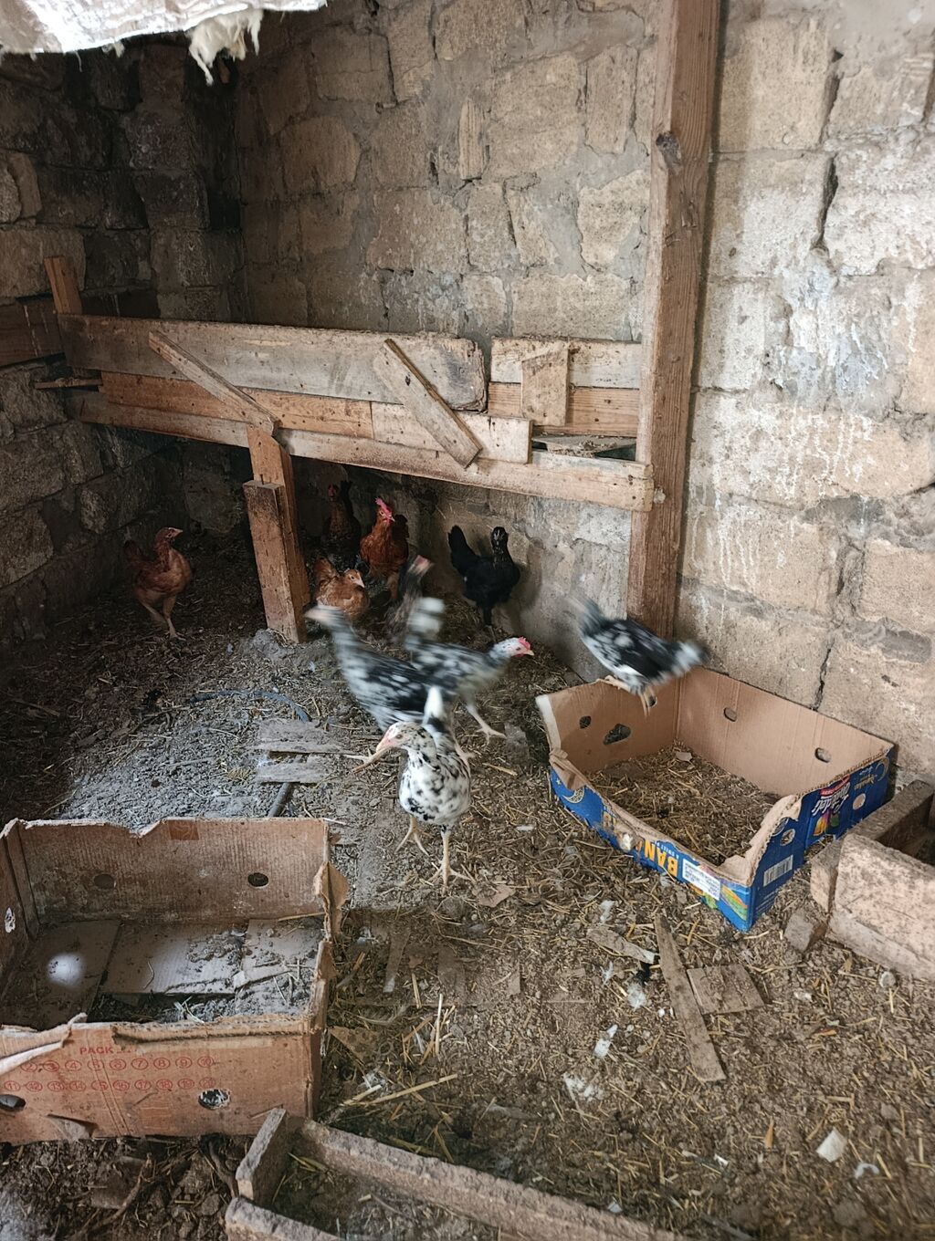 Sağlam colpalar satilir inkibator deyiller fikirleri ciddi olanlar — Toyuq və xoruz, Digah (3)