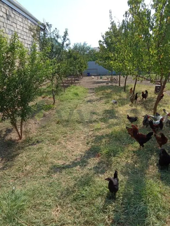 3.3 sot Torpaq Satılır, Gəncə — Gəncə
