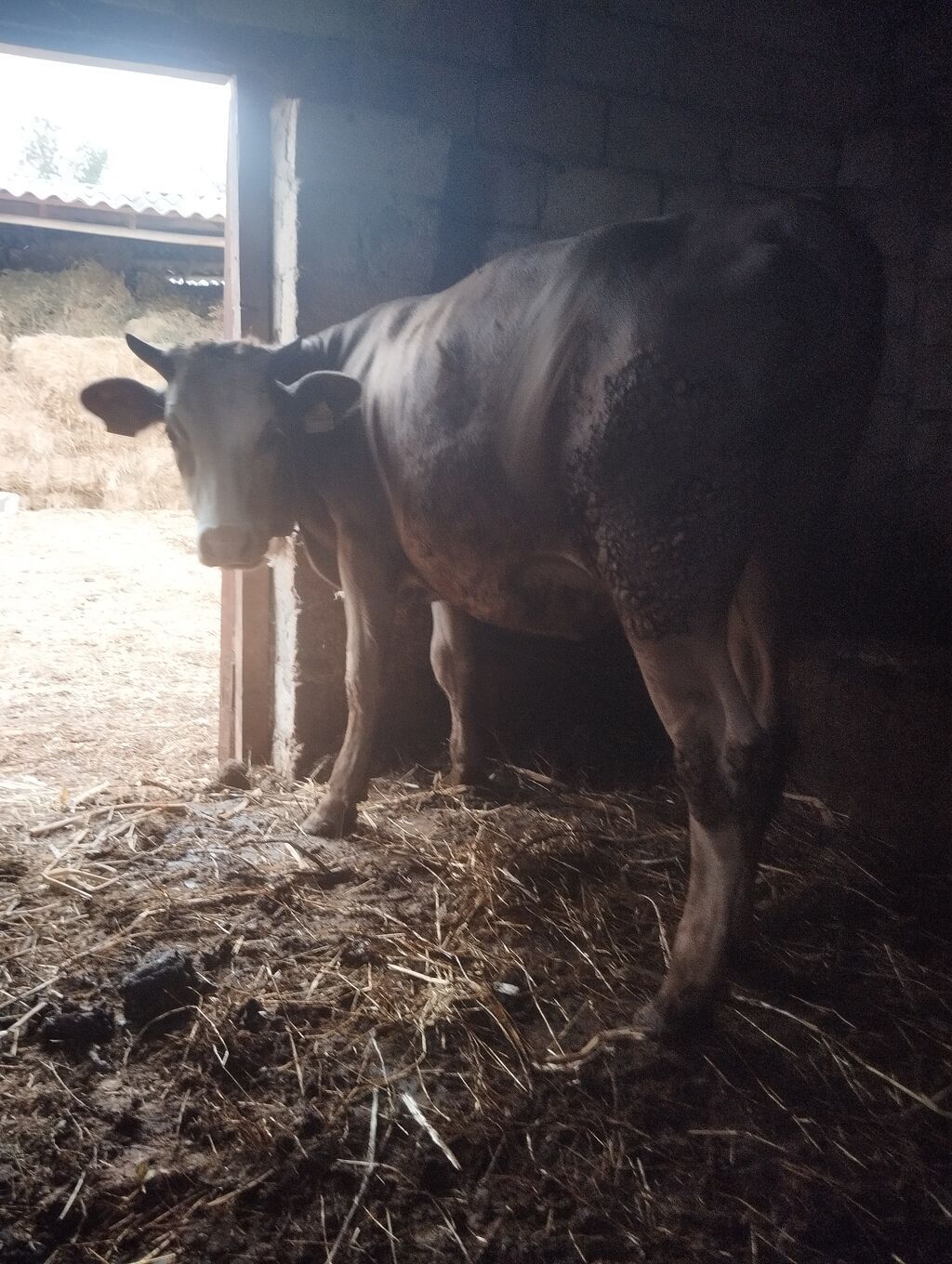Dişi, Simental, il: 1, 300 kq, Damazlıq — Kənd təsərrüfatı heyvanları, Xaçmaz (3)