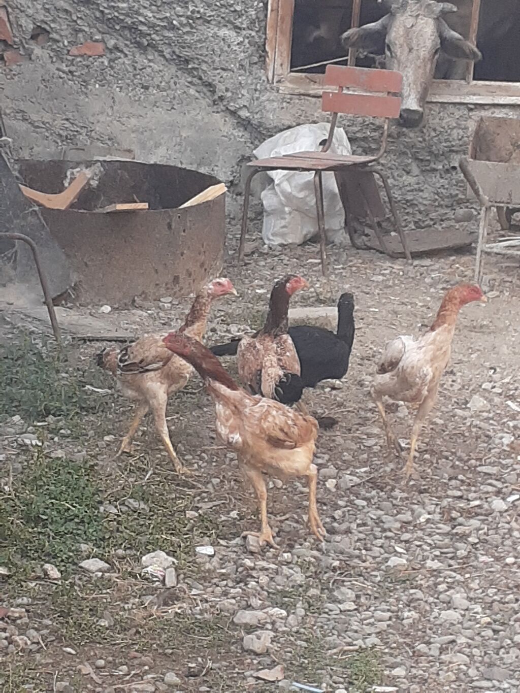 Heyratı fərələr 5 dənə qırmızı fərədi biri kürk yatır bu ilki fərələrd — Digərləri, Mingəçevir