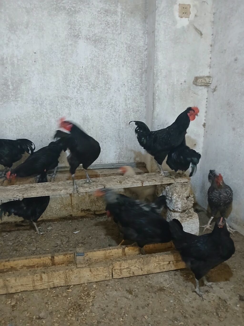 Toyuq, Yumurtalıq — Toyuq və xoruz, Bakı (3)