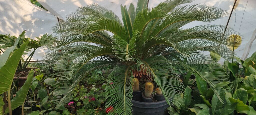 Saqo palmı (Cycas revoluta) – iri, dekorativ saksı bitkisi - Növ — Qapı bitkələri, Bakı (2)