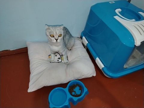 Qapalı pişik tualeti və aksesuar dəsti - Qapalı tipli pişik tualeti — Bakı