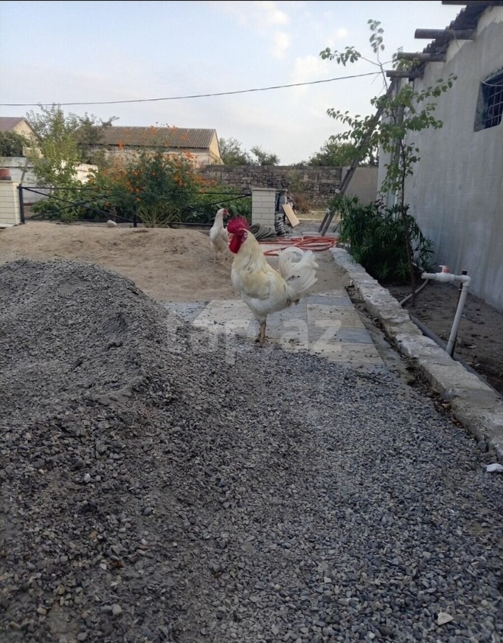 Xoruz, il: 1, Ünvandan götürmə — Toyuq və xoruz, Digah (4)