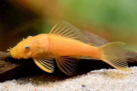 Qızıl Ancistrus (Albino Bristlenose Pleco) – akvarium yosunlarının — Bakı