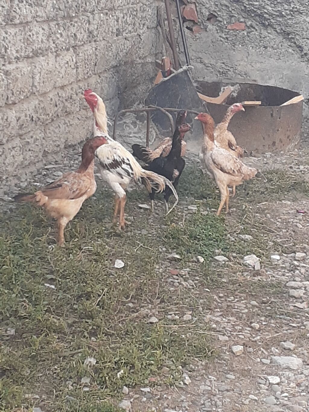 Heyratı fərələr 5 dənə qırmızı fərədi biri kürk yatır bu ilki fərələrd — Digərləri, Mingəçevir (3)