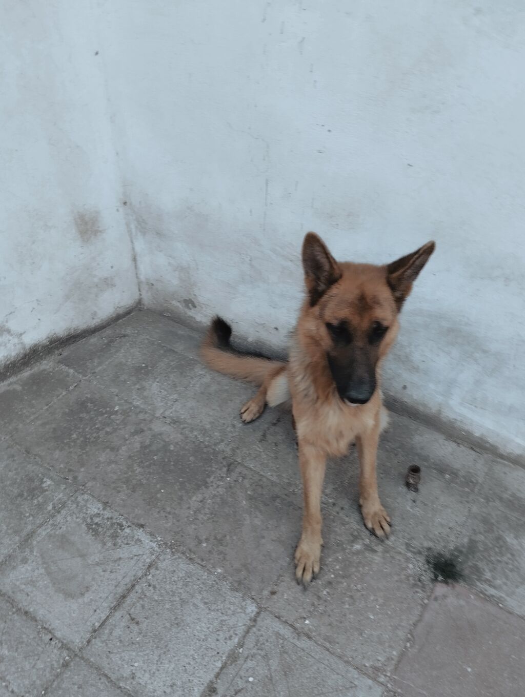Alman çoban iti, 2 il, Erkək — Köpəklər, Novxanı (3)