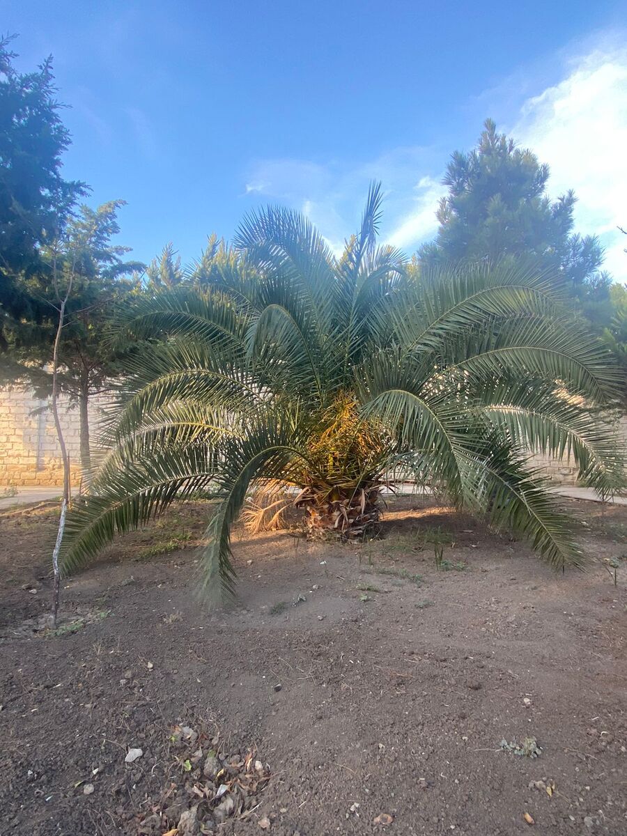 Satılır torpaq 14 sot — Torpaq, Bakı (4)