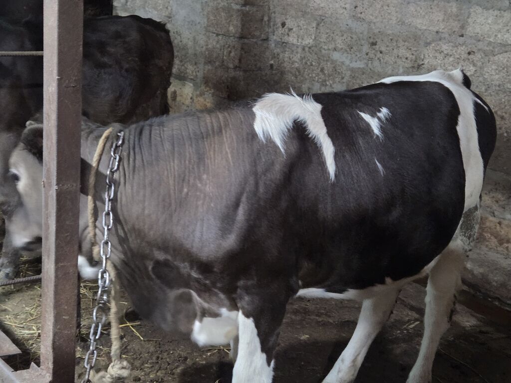 Yani simental balali super südük damazliq inek satilir.7.8 lt yaxin — Kənd təsərrüfatı heyvanları, Gəncə