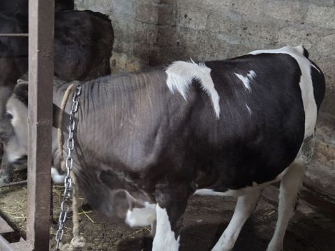 Yani simental balali super südük damazliq inek satilir.7.8 lt yaxin — Gəncə