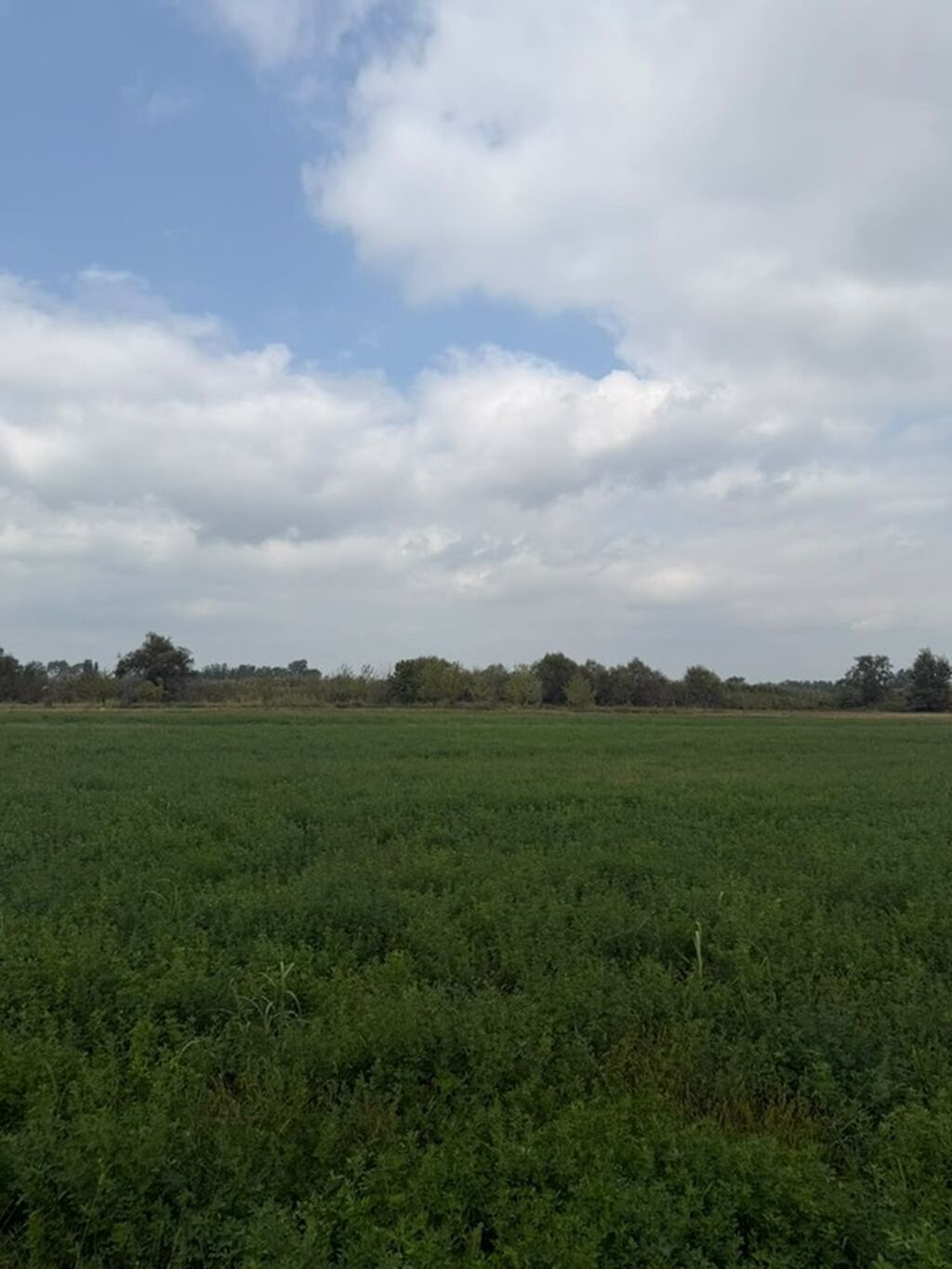 114 sot, Kənd təsərrüfatı, Kupça (Çıxarış), Bələdiyyə — Torpaq, Xaçmaz (8)