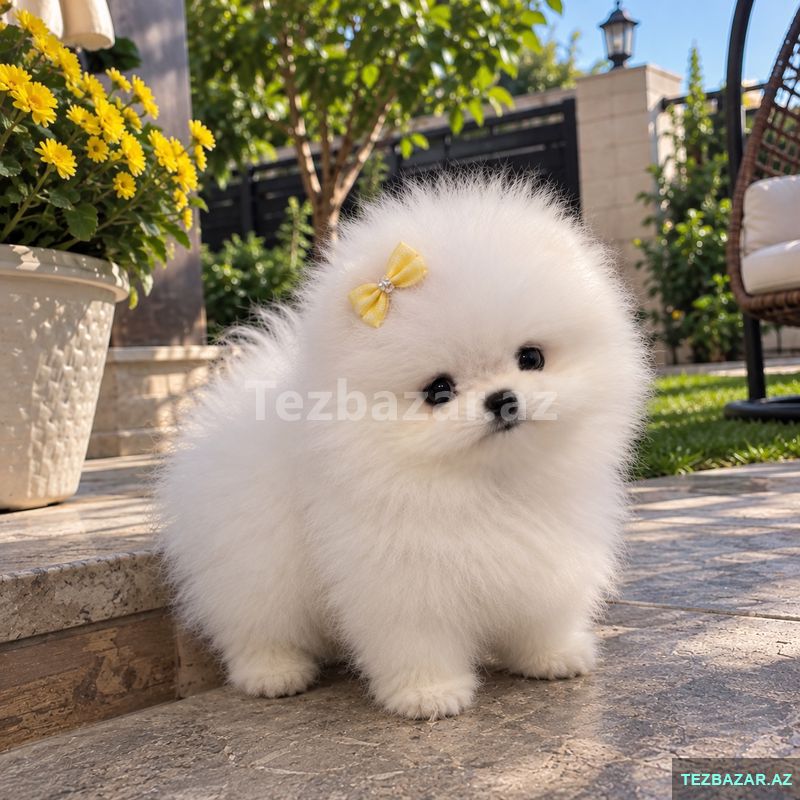 Mini pomerian Spitz — Digər, Bakı