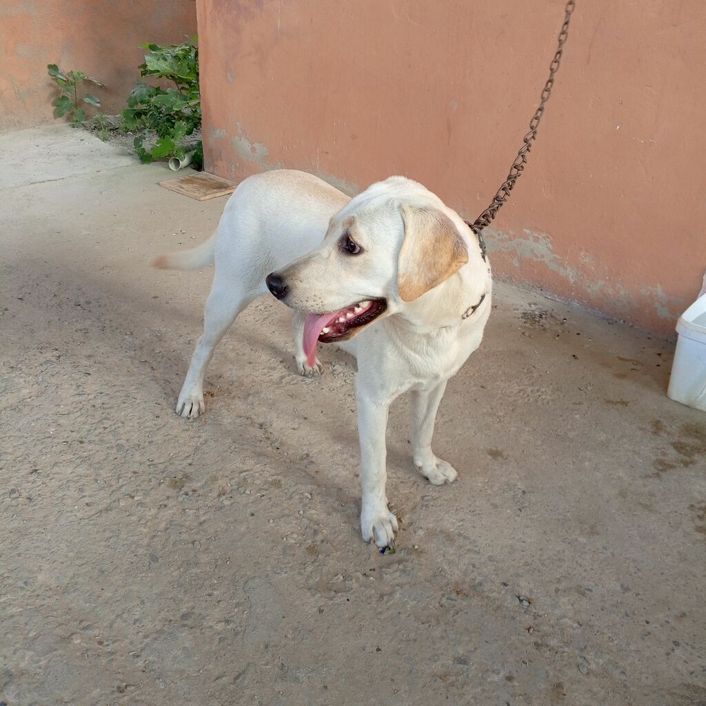 Labrador-retriver, 11 ay, Dişi — Köpəklər, Bakı (7)