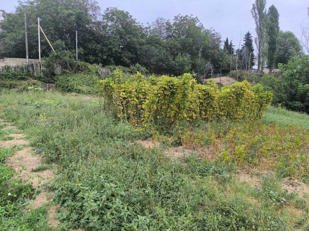 Satılır torpaq 10 sot — Torpaq, Şamaxı (5)