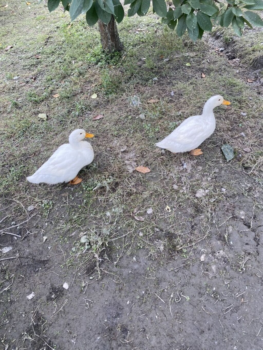 Ağ ördəklər Təsərrüfat üçün uyğun ağ ördəklər təqdim olunur — Digərləri, Quba