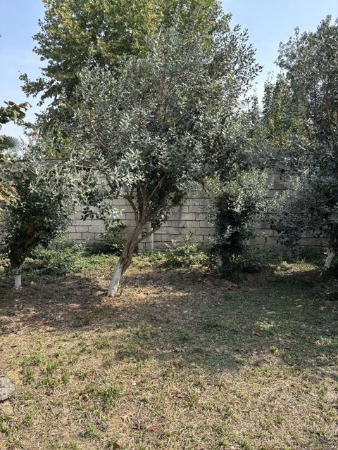 Satılır torpaq 6 sot — Lənkəran