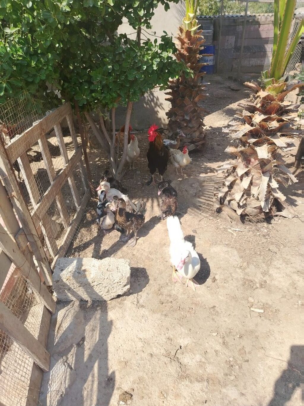 Salam. Lal ördəklər satılır. Qiymət: 1 ədəd 30 AZN Təxminən 30-40 ədəd — Digərləri, Bakı (3)