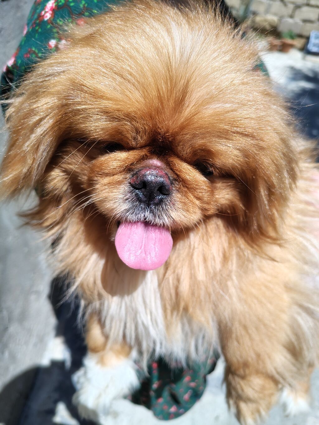 Pekines — Köpəklər, Bakı (2)