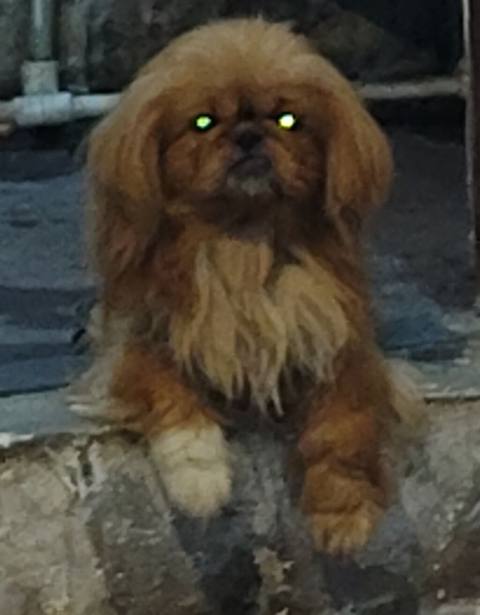 Pekines, 2 il, Erkək — 150 ₼ · Баку, Nərimanov · Köpəklər Pekines, 2 il, Erkək — Баку