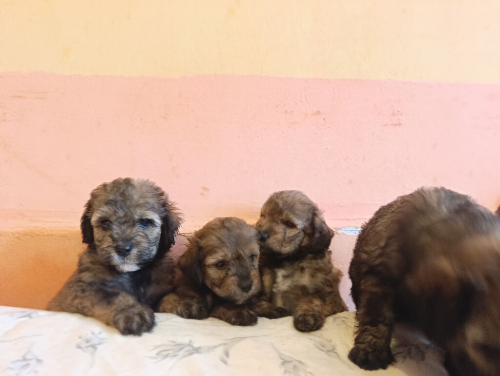 Pudel, 1 ay, Dişi, Peyvəndli, Ünvandan götürmə, Ödənişli çatdırılma — Köpəklər, Xırdalan (4)