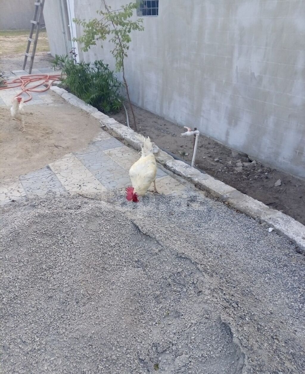 Xoruz, il: 1, Ünvandan götürmə — Toyuq və xoruz, Digah (2)