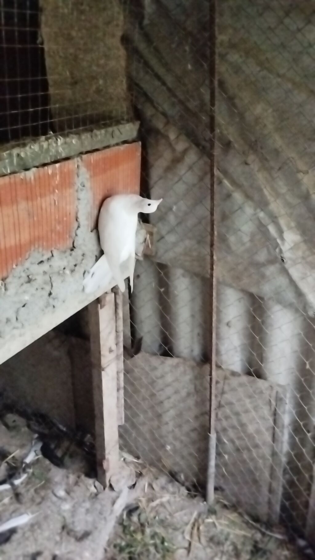 Ağ və rəngli göyərçinlər – həvəskar və yetişdiricilər üçün Məhsul — Göyərçin, Qusar (4)