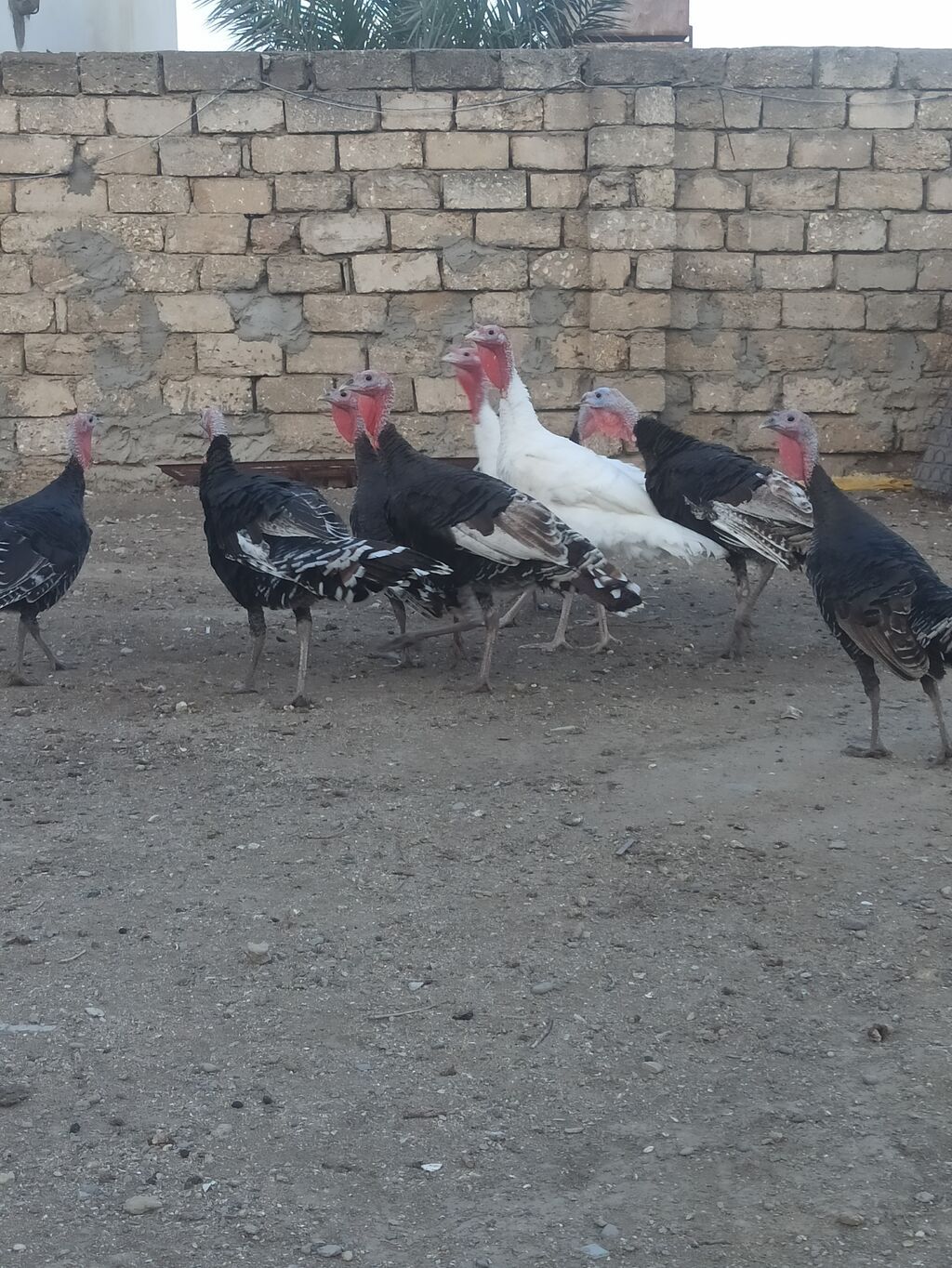 Salam .hinduşkalar satılır 35 manatdan 5 -6 aylığdılar cəm 10 — Digərləri, Digah