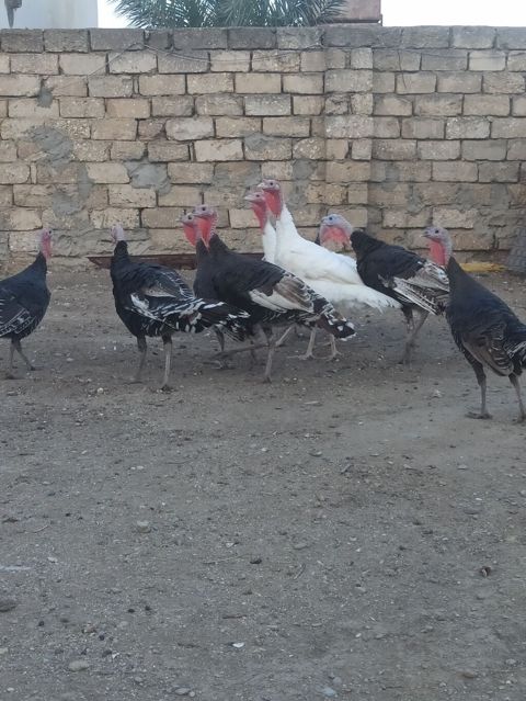 Salam .hinduşkalar satılır 35 manatdan 5 -6 aylığdılar cəm 10 — Digah