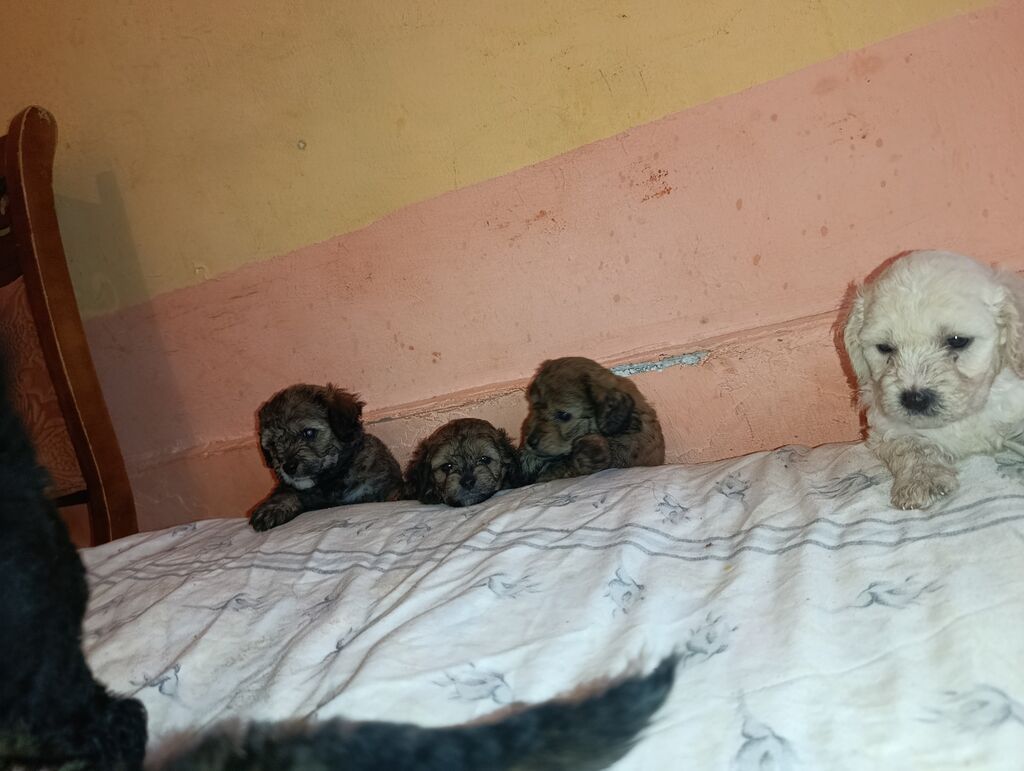 Pudel, 1 ay, Dişi, Peyvəndli, Ünvandan götürmə, Ödənişli çatdırılma — Köpəklər, Xırdalan (8)