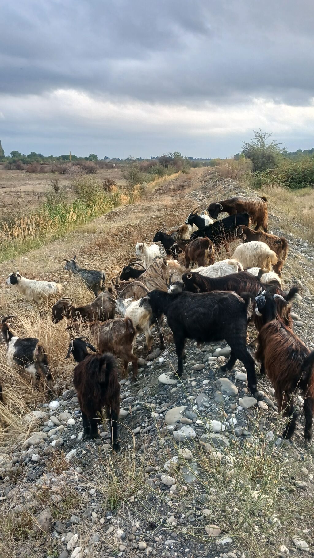 Satlıq keçi sürüsü. Salam 25 baş Keçi 16 dene Ana 8 dene 7 8 aylıq — Kənd təsərrüfatı heyvanları, Quba (2)