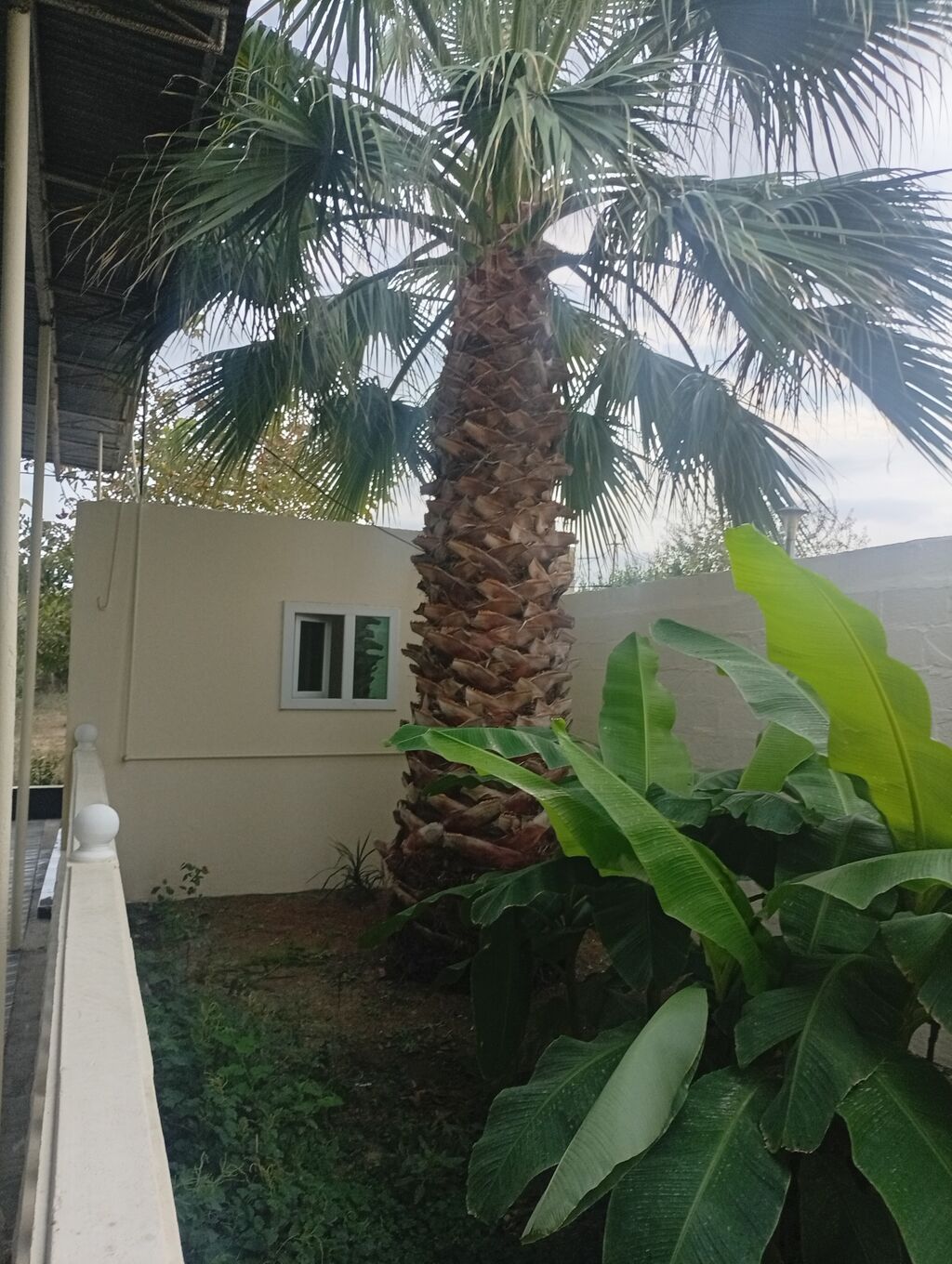 Satılır: dekorativ xurmayı xatırladan böyük palma ağacı (fan palm — Ağaclar və fidan, Salyan (2)