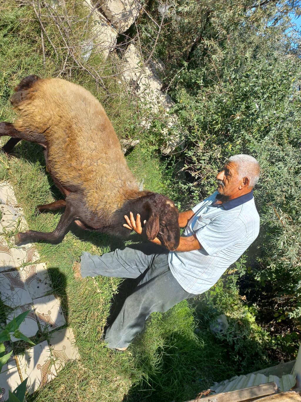 Erkək, Qala, il: 2, Damazlıq — Kənd təsərrüfatı heyvanları, Fatmayı (4)